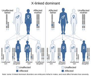 الگوی توارث فراژیل x